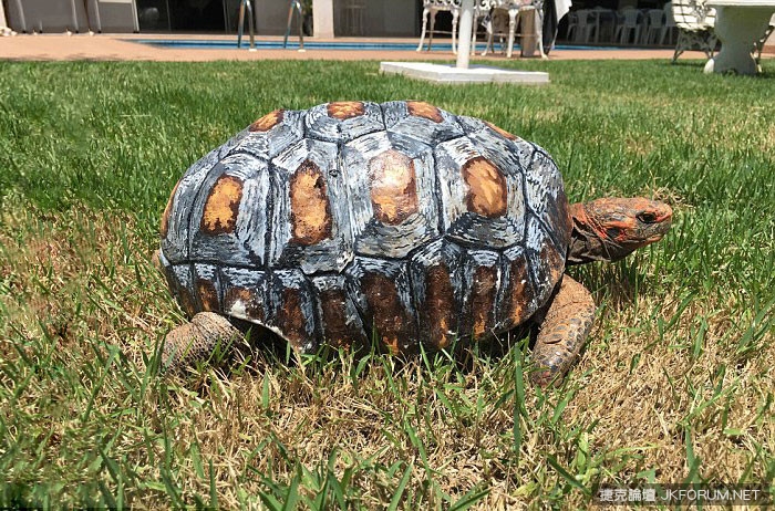 沒有殼要被安樂死的烏龜，因為3D列印又能再活100年啦